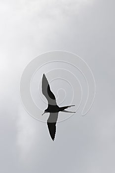 a silhouette of Frigatebirds flying