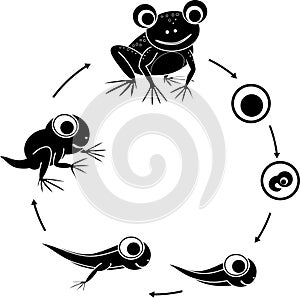 Silhouette of frog life cycle. Sequence of stages of development of cartoon frog from egg to adult animal isolated on white