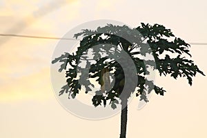 The silhouette of a fruitful papaya tree with a light yellow sky background.