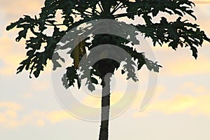 Silhouette of a fruitful papaya tree with a light yellow sky background.