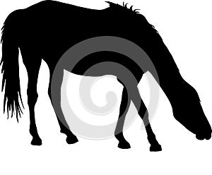 Silhouette of a garub desert wild horse