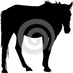 Silhouette of a garub desert wild horse