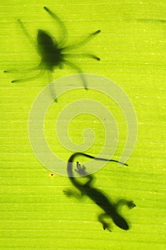 Silhouette of a gecko lizard on a green tropical leaf