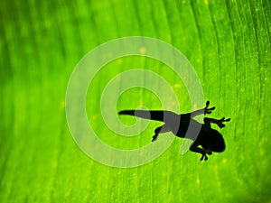 Silhouette of Gecko on Tropical Leaf Background