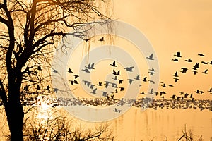 Silhouette of geese over lake at sunrise