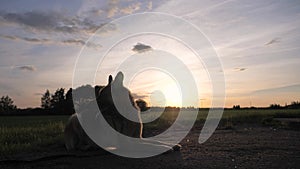 Silhouette German Shepherd Lying On The Sunset, Exhales Vapor From His Mouth