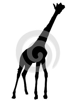 Silhouette of giraffe