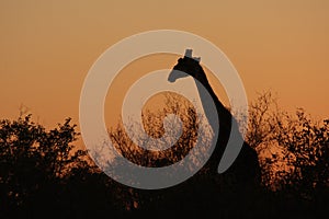 Silhouette of a giraffe