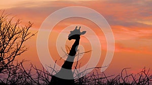 Silhouette of a giraffe while eating an acacia tree during sunset in Etosha.