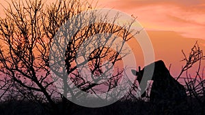 Silhouette of a giraffe while eating an acacia tree during sunset in Etosha.