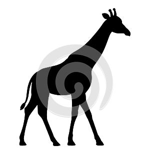 Silhouette giraffe flat isolated white background vector