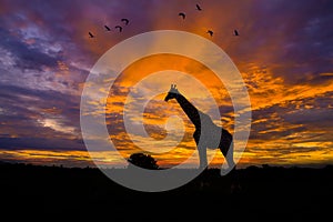 Silhouette giraffe standing in safari and flock of bird in the sky with sun twilight sky.