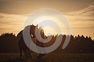 Silhouette of Girl Walking Horse