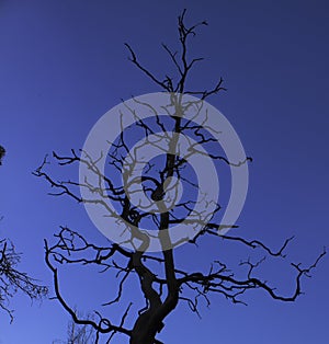 Silhouette gnarled tree against sky