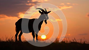 Silhouette of a goat at a beautiful sunset in a field, on a farm for eid-ul-adha, banner, copy space