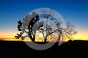 SILHOUETTE: Golden and blue sky spans above a yucca palm, dry tree and shrubs.