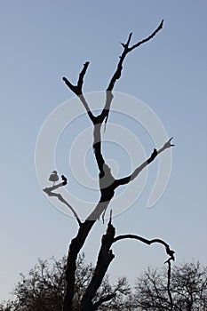 Silhouette of goose in a tree