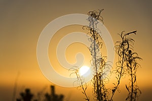 Silhouette of grass