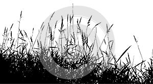 Silhouette grass.