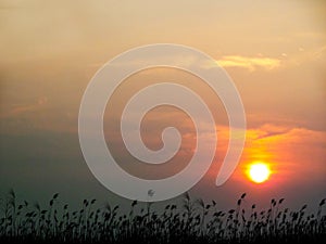 silhouette grass in field and blur sunset sky