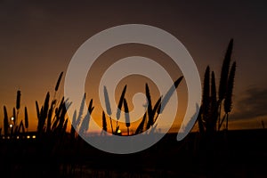 Silhouette grass flower against beautiful sunset on the background.