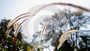 Silhouette of grass flower , focus on front grass flower