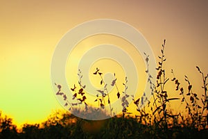 Silhouette of grass and flower on a great summer nature sunrise background