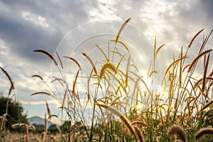 Silhouette of grass flower on sunset background
