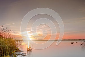 Silhouette of grass flower on sunset background