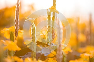 Silhouette of grass flower and tree during sunset, sun beam sun flare