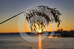 Silhouette of Grass Flowers against a Beautiful Sunset