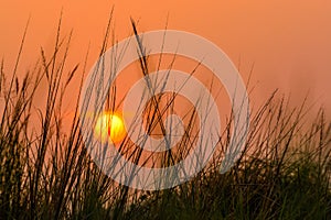 The silhouette of grass flowers on sunset light with golden sky background.