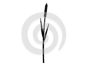 Silhouette of grass with inflorescences spike