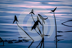 Silhouette of grass in the river at sunset. Blue colours on the water