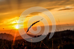 Silhouette grass during sunrise in Velika planina, Slovenia