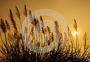 Silhouette grass at sunset