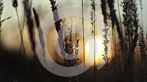 Silhouette of grass at sunset, close up and blurred background