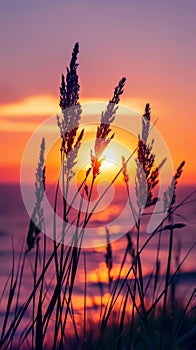 Silhouette of grass at sunset with vibrant skies