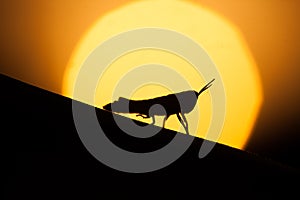 Silhouette of a grasshopper