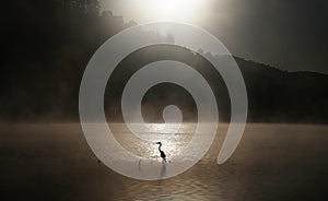 Silhouette of gray heron standing on coastline at beautiful sunrise with fog over water