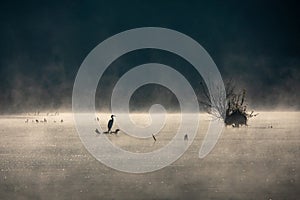 Silhouette of gray heron standing on coastline at beautiful sunrise with fog over water