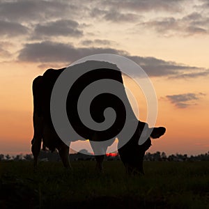 Silhouette of grazing cow against sky with setting sun