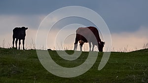 Silhouette of a grazing cow with a calf against the evening sky