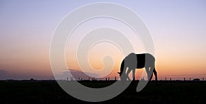 Silhouette of grazing horse in meadow against colorful setting sun