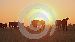 Silhouette of grazing horses against sunset sun