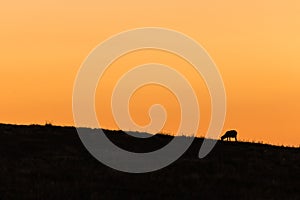 Silhouette of grazing sheep