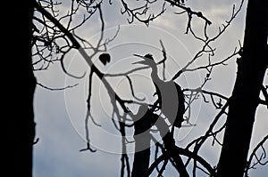 Silhouette of Great Blue Heron