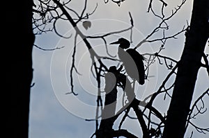 Silhouette of Great Blue Heron