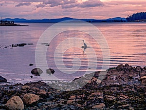 Silhouette of a Great Blue Heron fishing at the sunset time