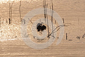 Silhouette of Blue Heron landing in shallow lake at sunrise